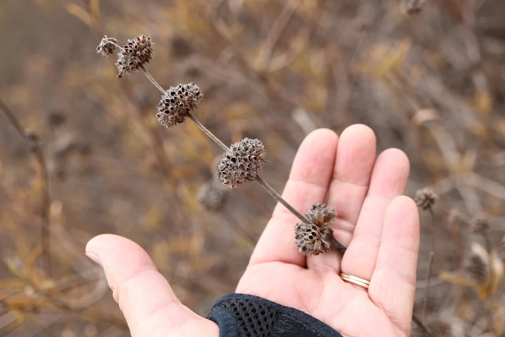Salvia Mellifera