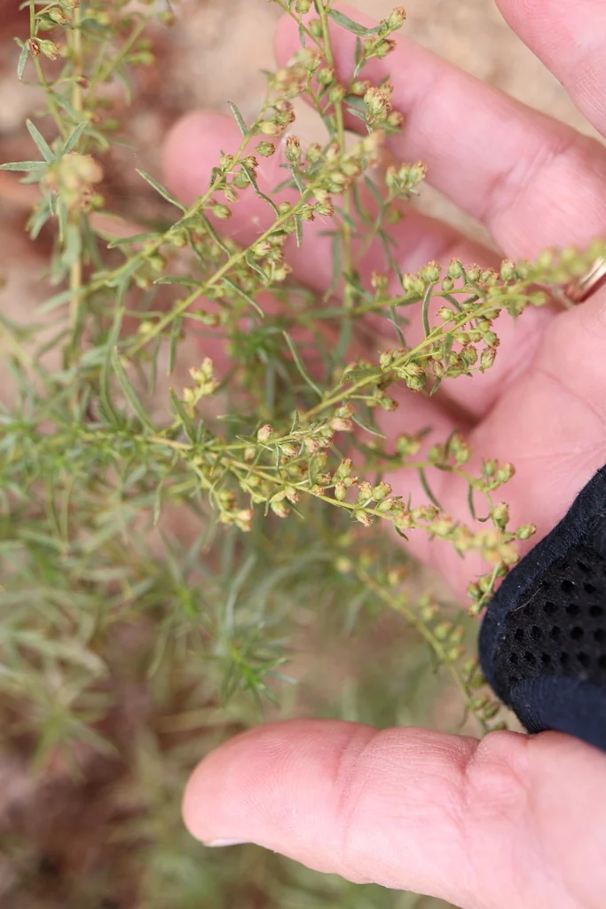 Artemisia Dracunculus