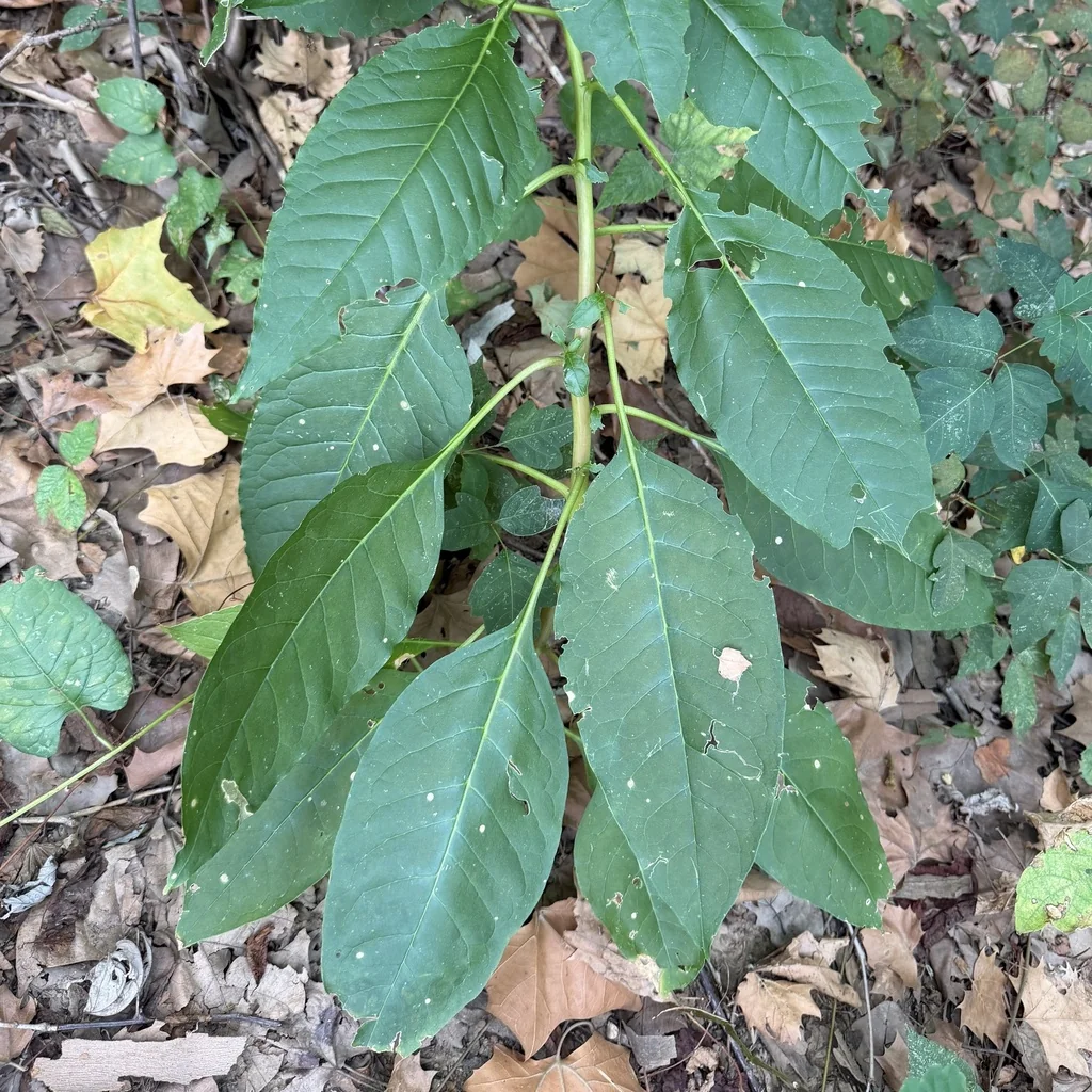 Phytolacca Americana