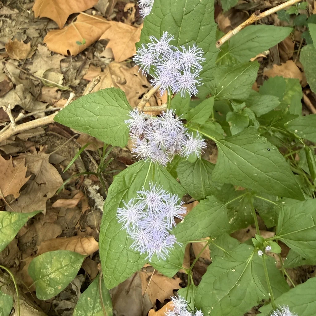 Eupatorium Coelestinum