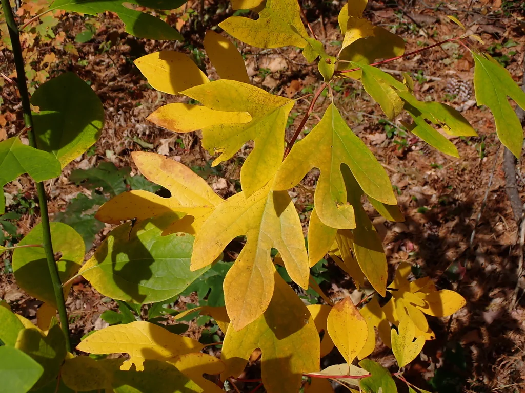 Sassafras Albidum