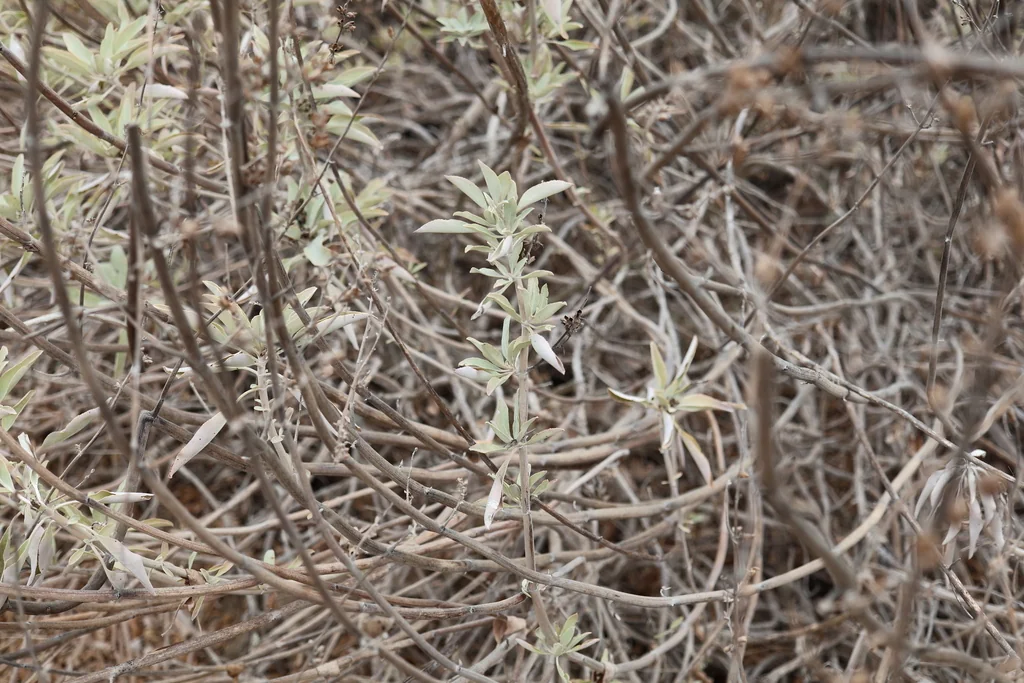 Salvia Apiana