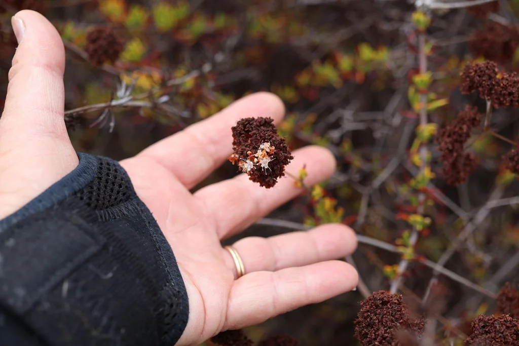 Eriogonum Fasciculatum