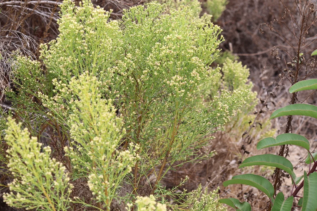 Baccharis Pilularis