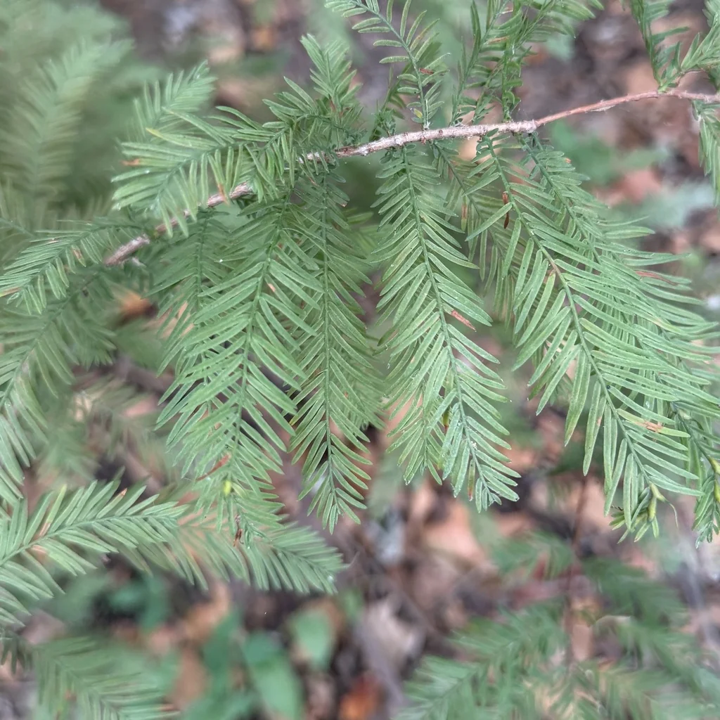 Taxodium Distichum