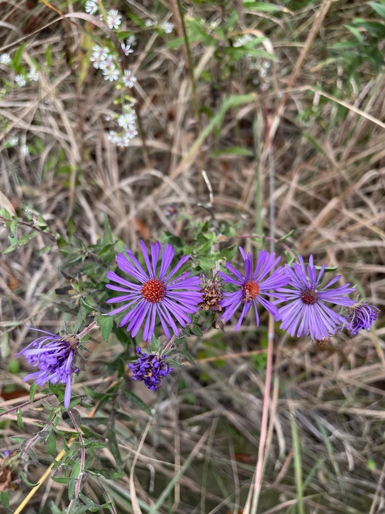 Aster Novae-Angliae