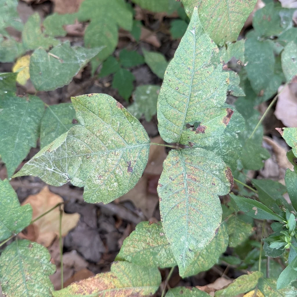 Toxicodendron Radicans