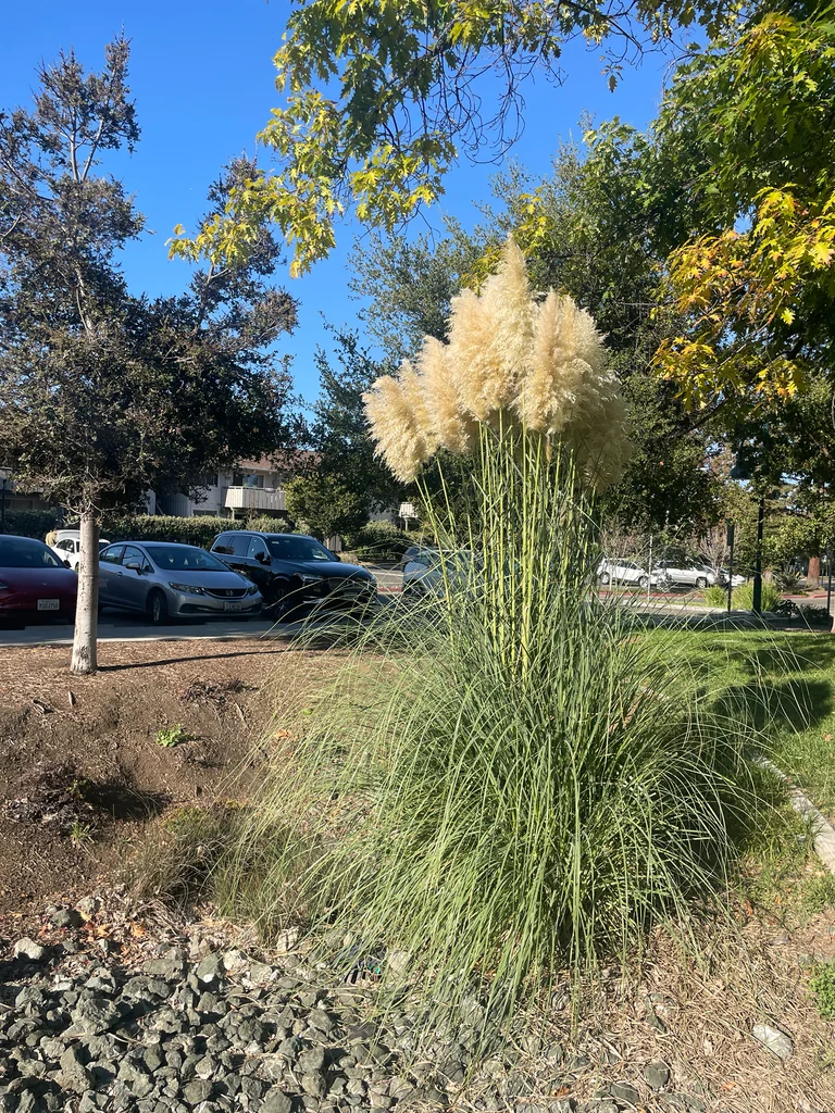 Cortaderia Selloana