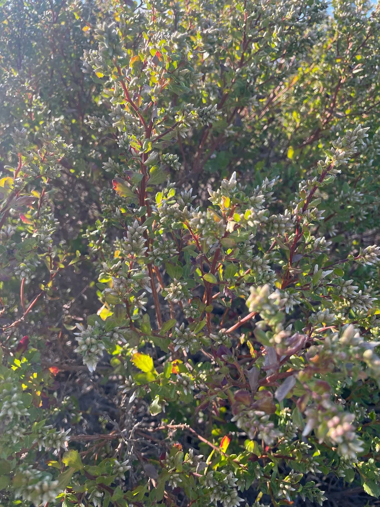 Baccharis Pilularis