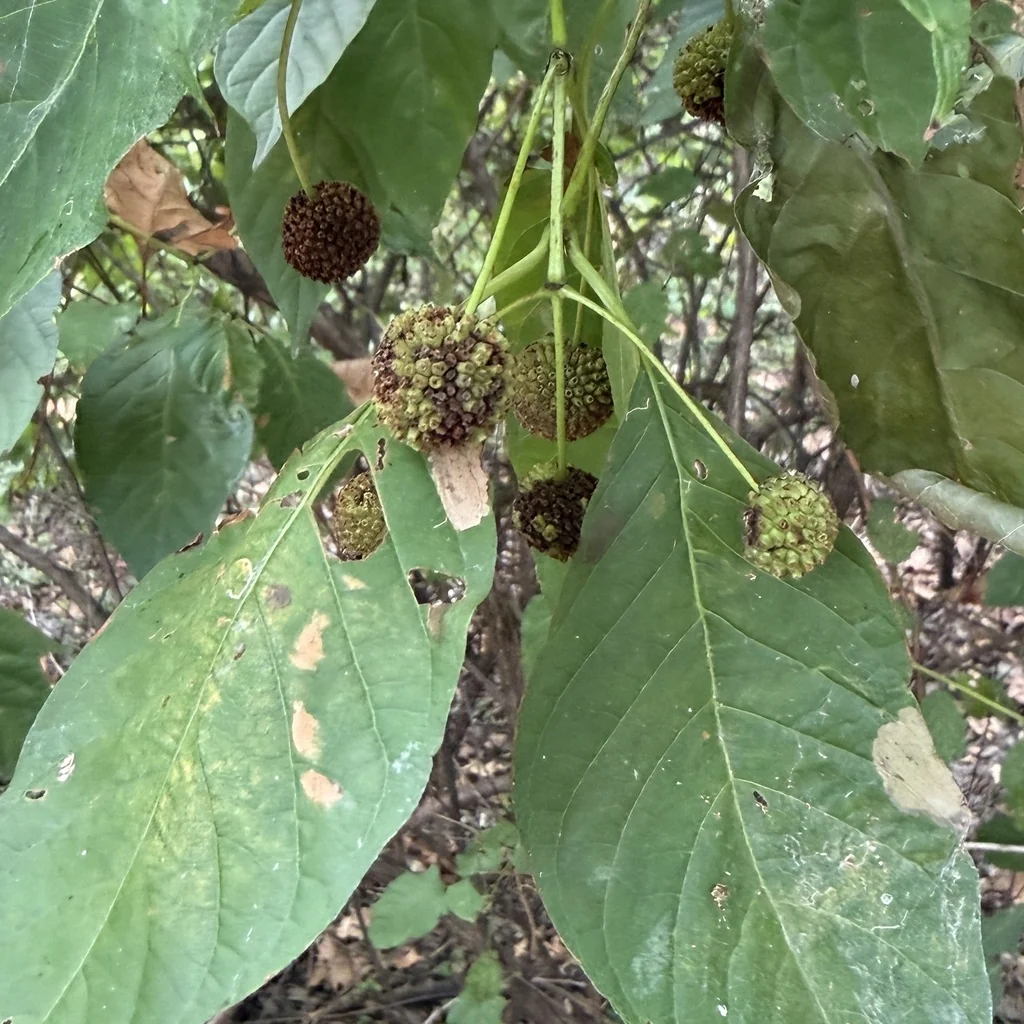 Cephalanthus Occidentalis