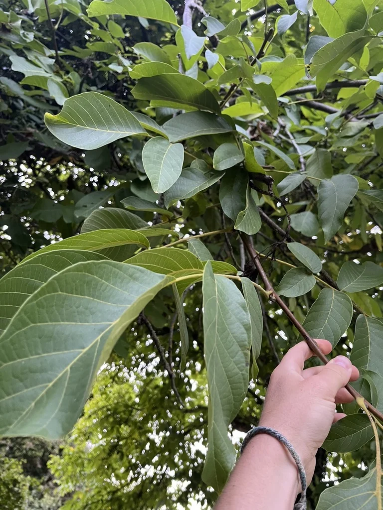 Juglans Regia