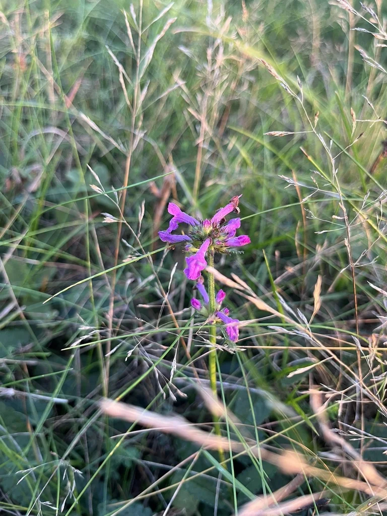 Stachys Officinalis