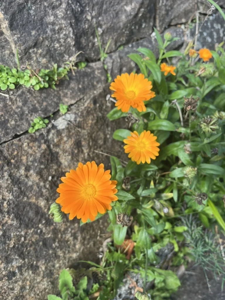 Calendula Officinalis