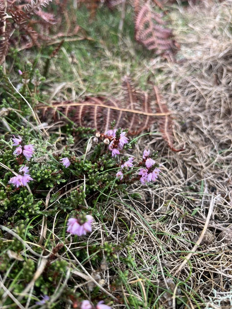 Calluna Vulgaris