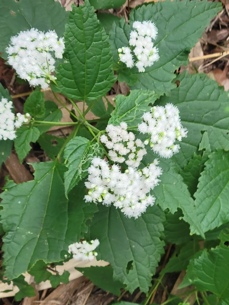 Ageratina Altissima