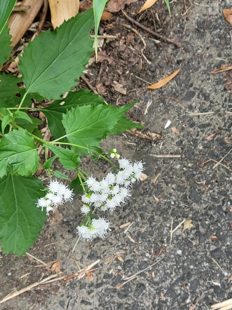 Ageratina Altissima