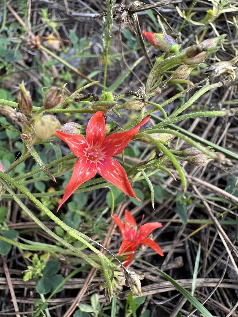 Ipomopsis Aggregata