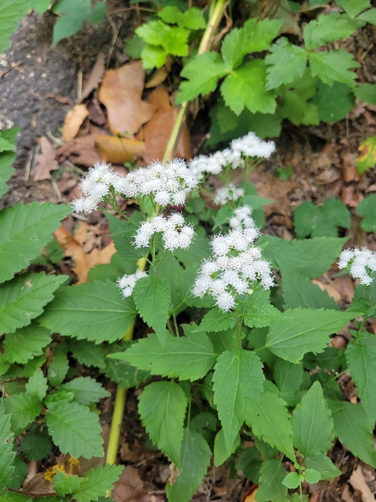 Ageratina Altissima