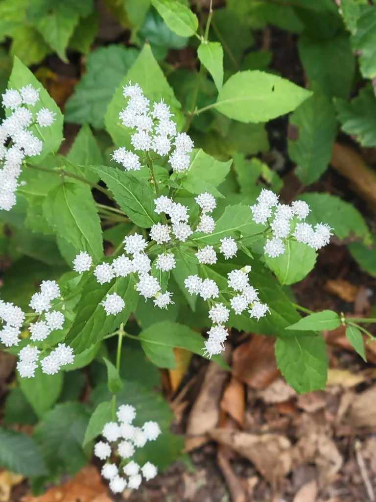 Ageratina Altissima