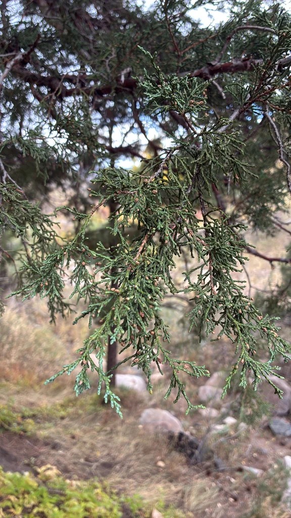 Juniperus Scopulorum