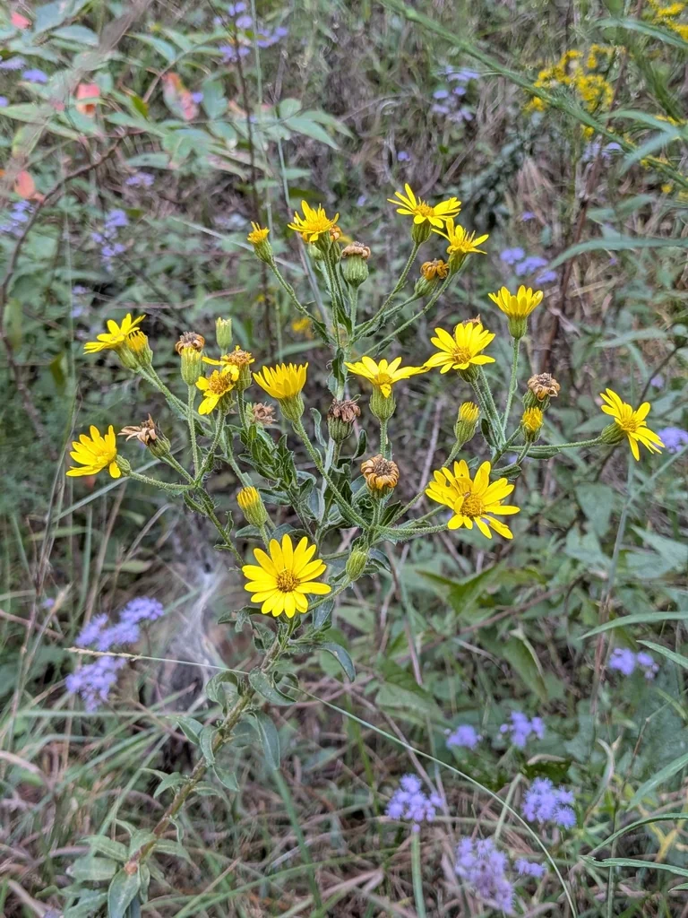 Chrysopsis Mariana