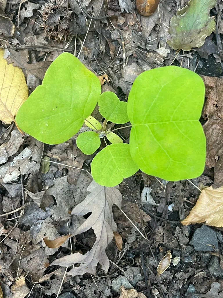 Liriodendron Tulipifera