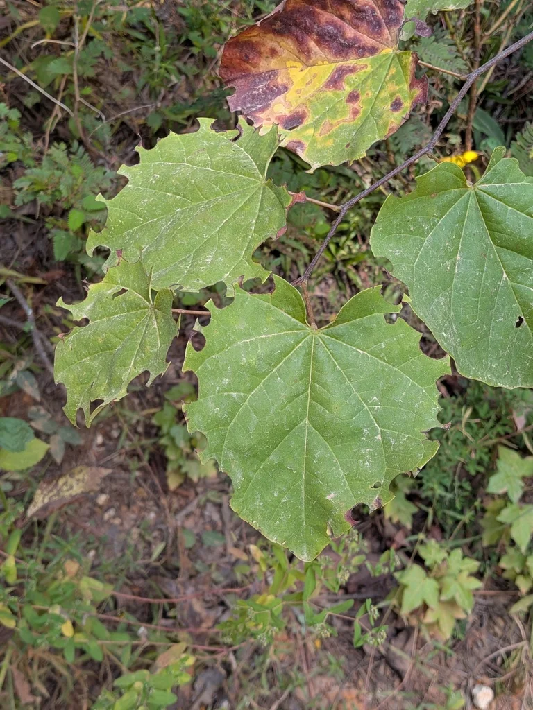 Cercis Canadensis