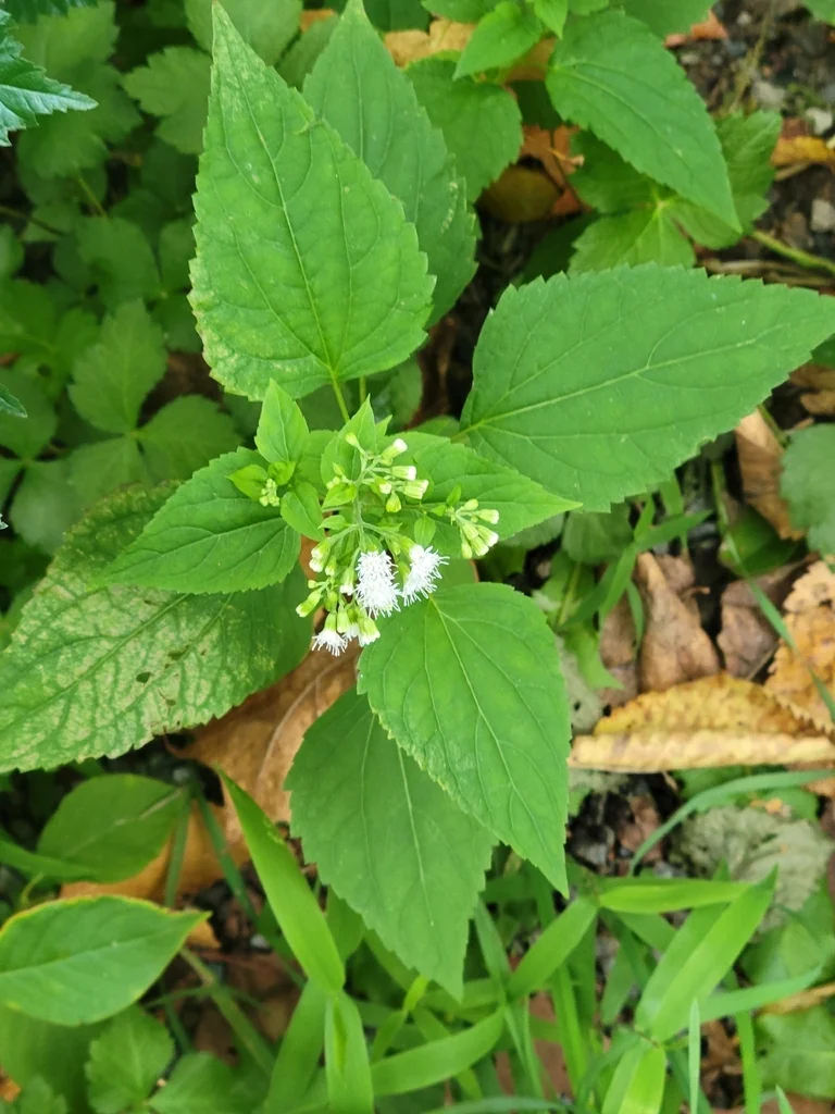 Ageratina Altissima