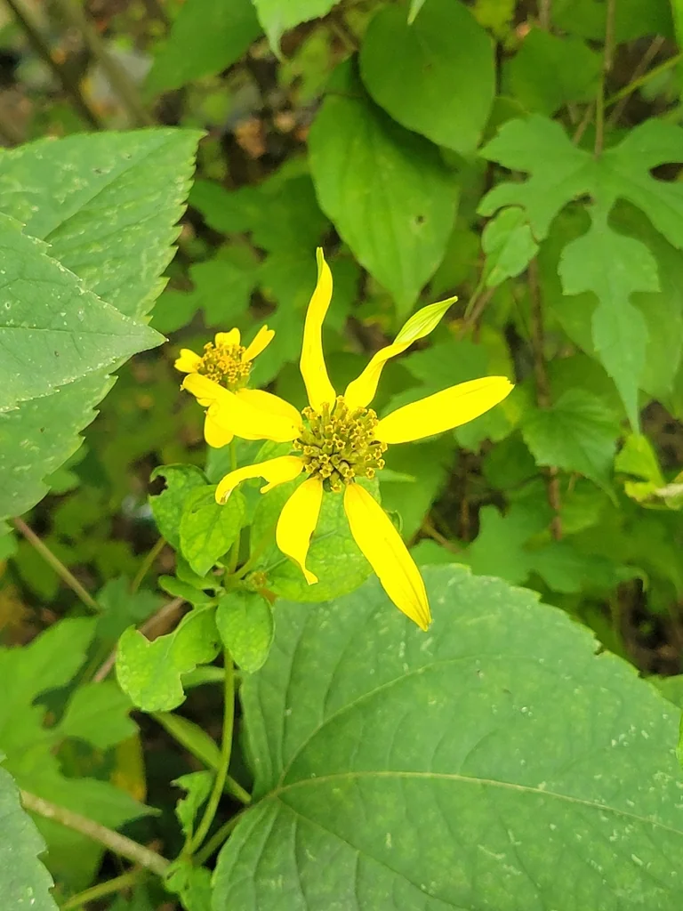 Rudbeckia Laciniata