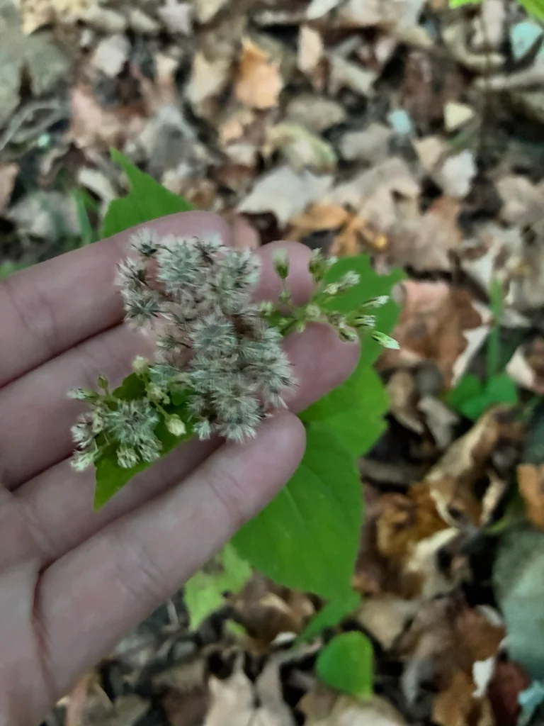Ageratina Altissima