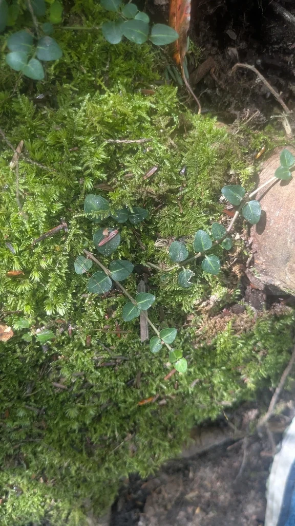 Mitchella Repens