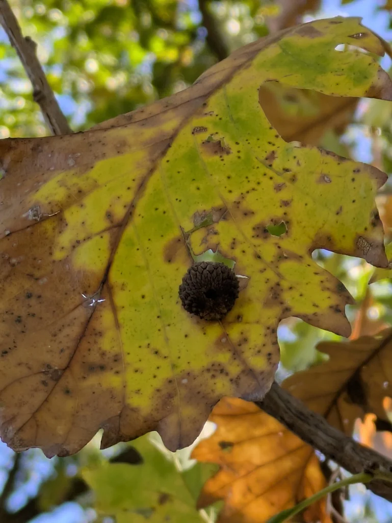 Quercus Lyrata