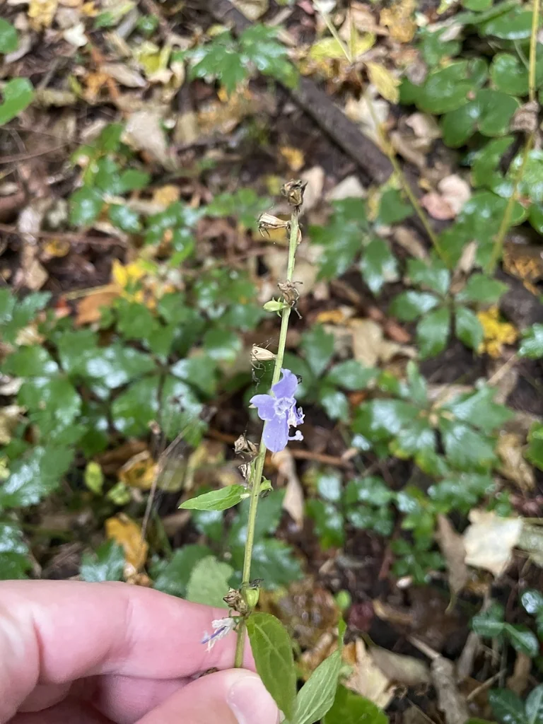 Campanula Americana