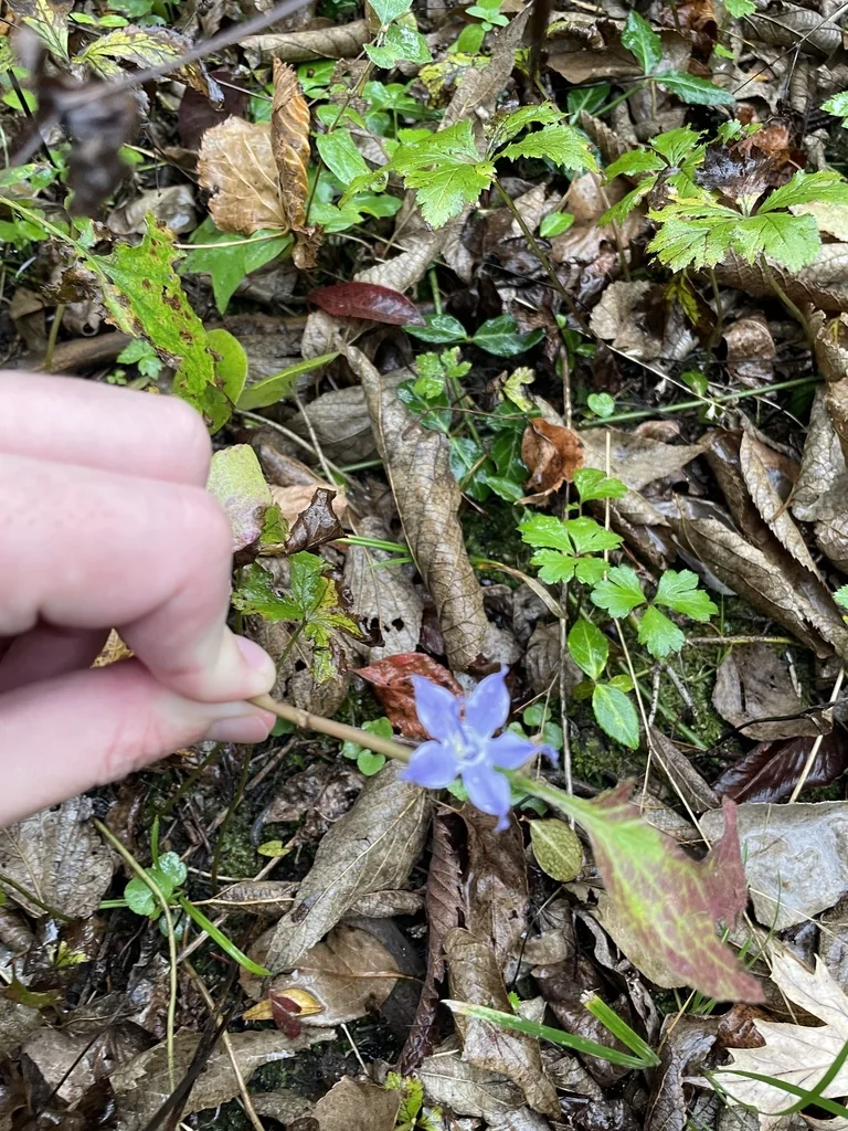Campanula Americana