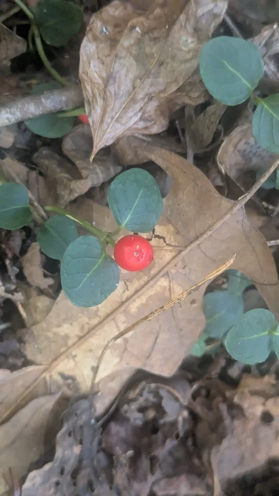 Mitchella Repens