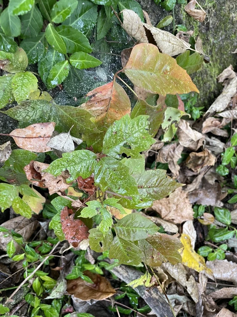Toxicodendron Radicans