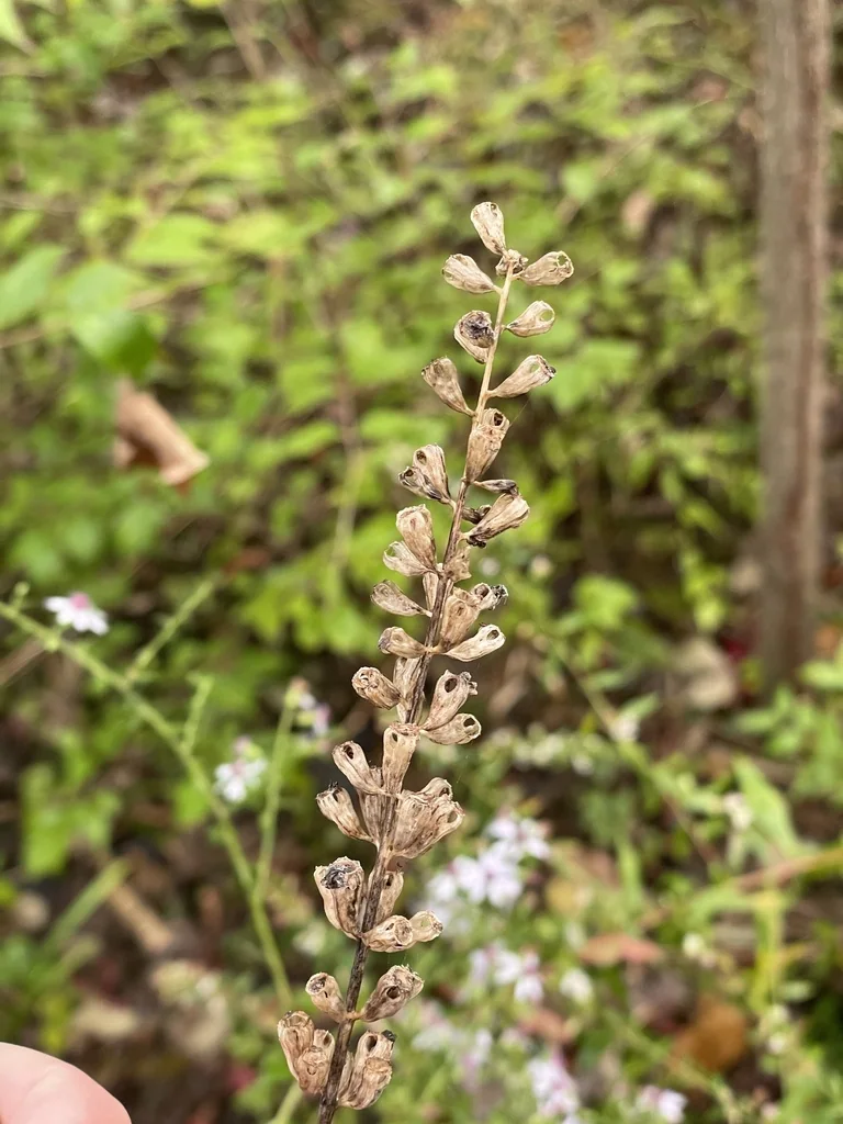 Campanula Americana
