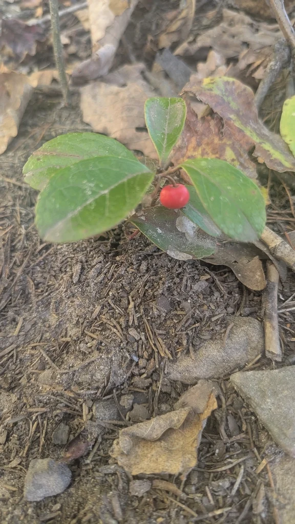 Gaultheria Procumbens