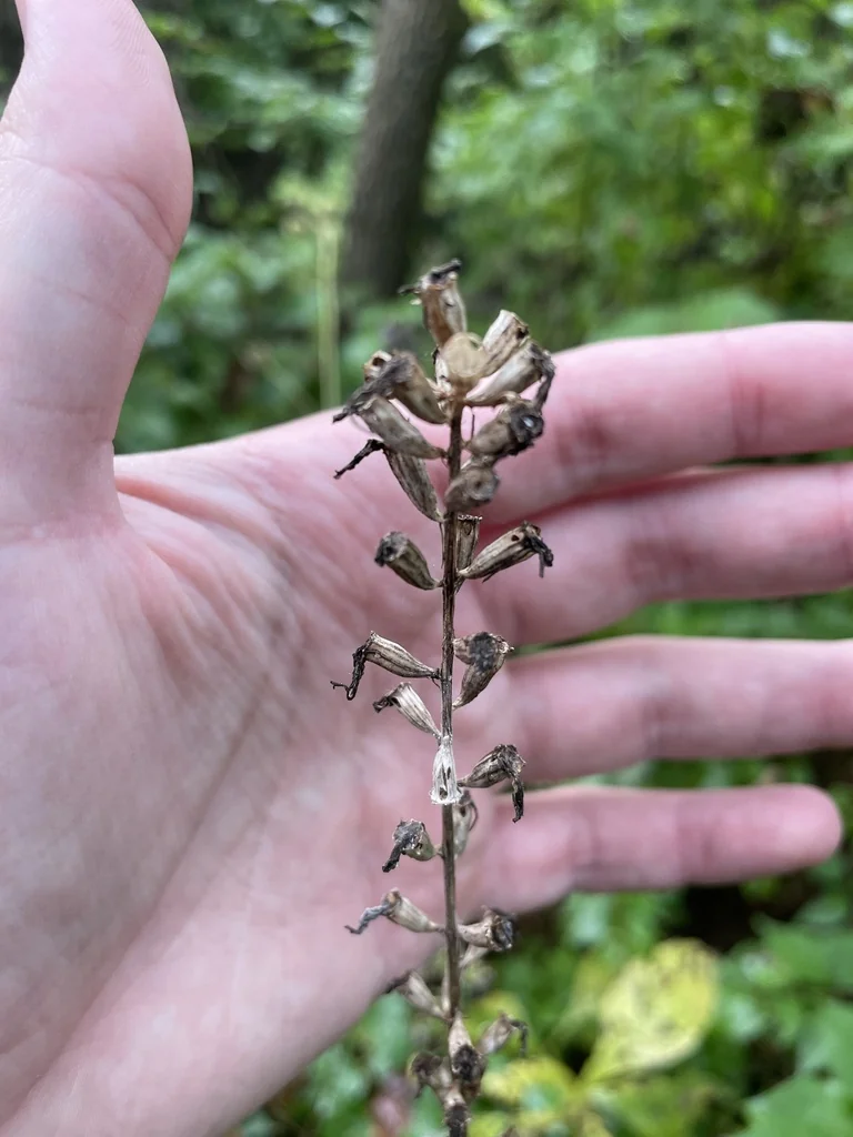 Campanula Americana