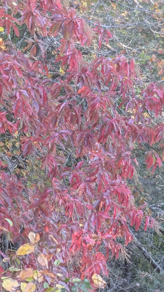 Oxydendrum Arboreum