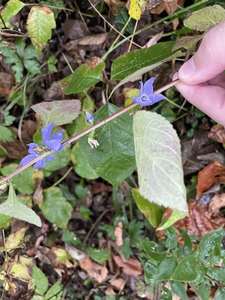 Campanula Americana