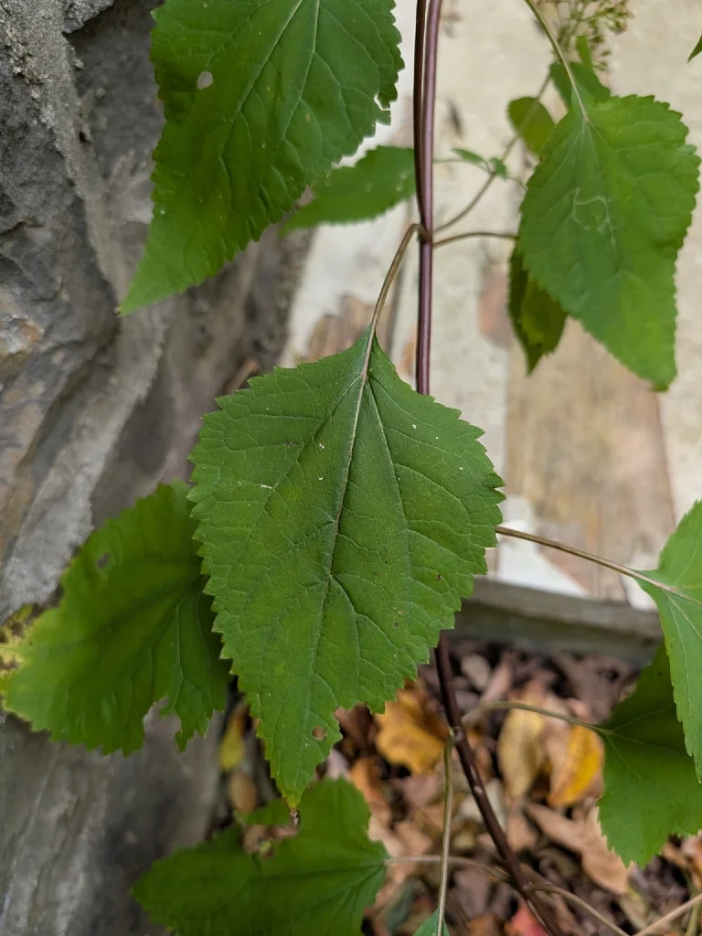 Ageratina Altissima