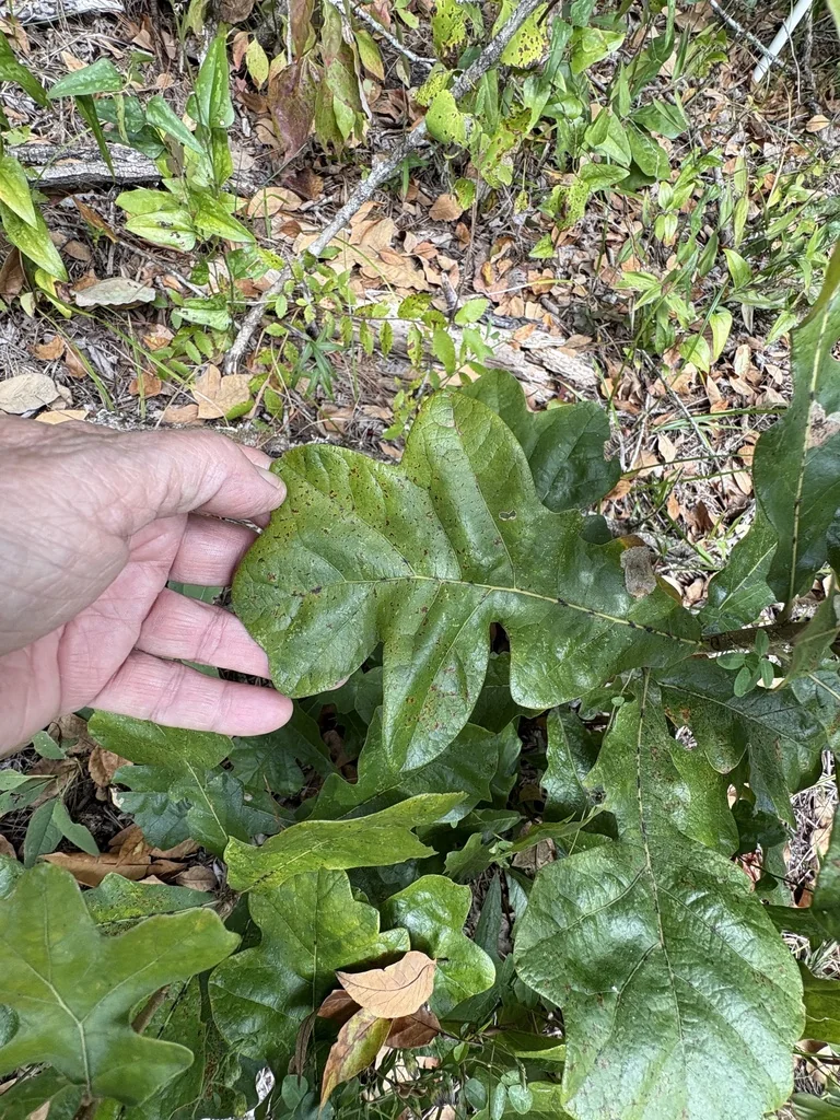 Quercus Stellata