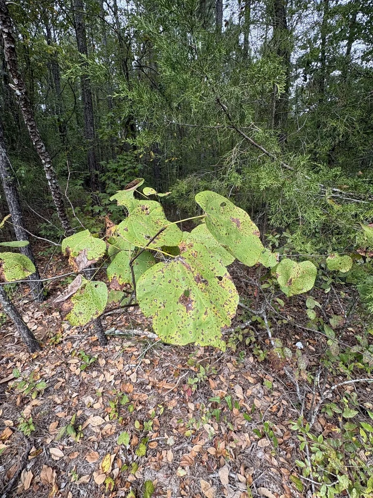 Cercis Canadensis