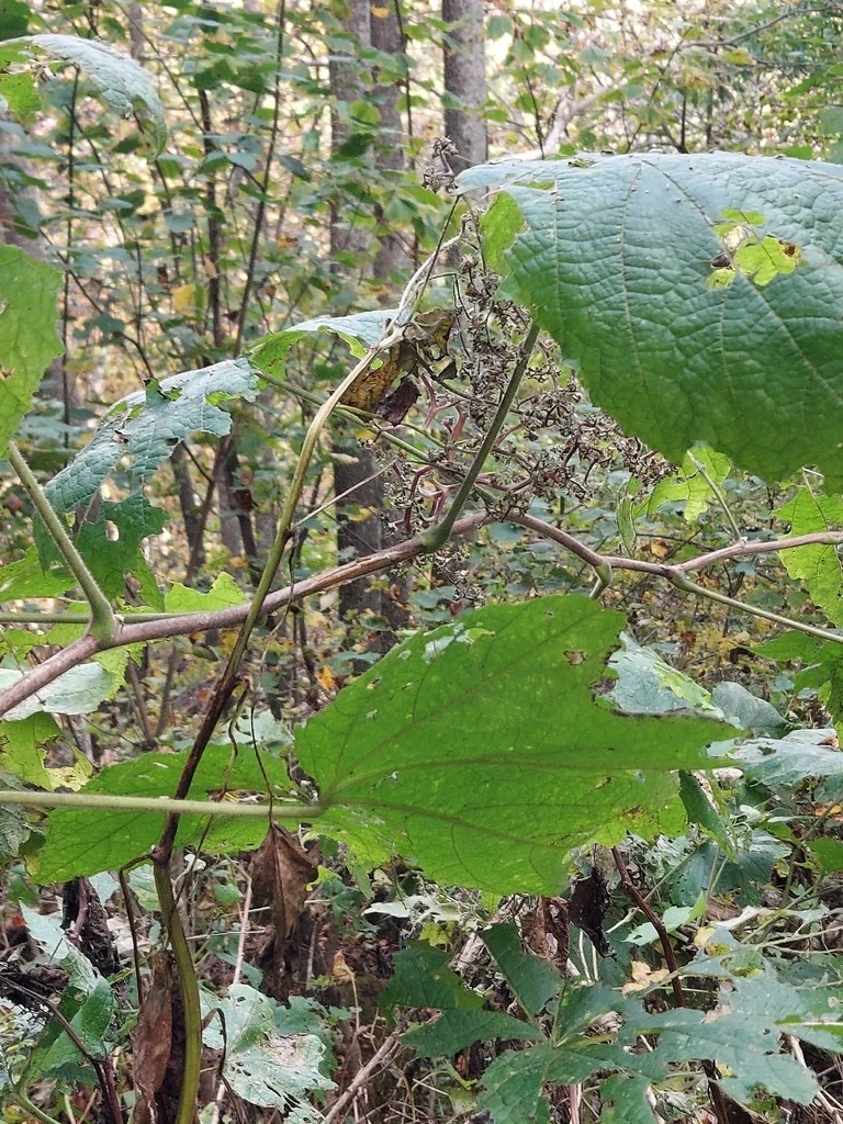 Rubus Odoratus