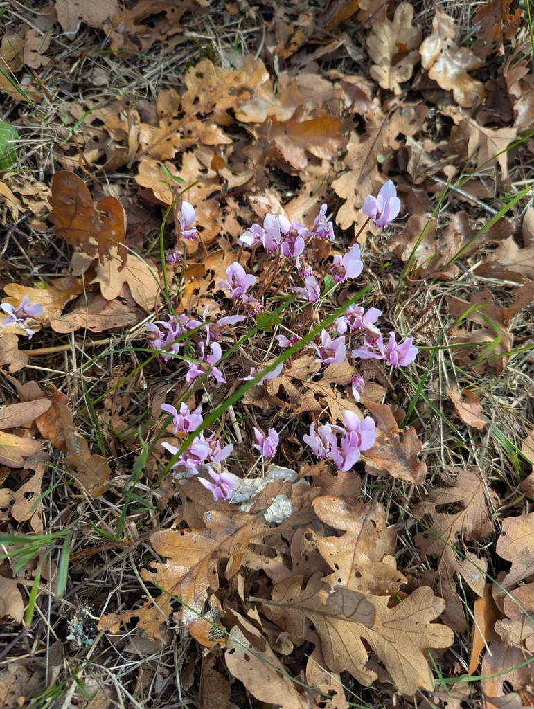 Cyclamen Hederifolium