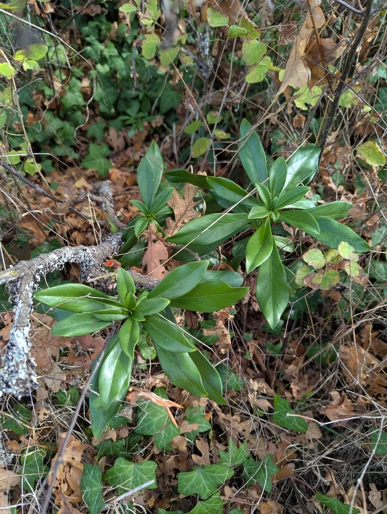Daphne Laureola