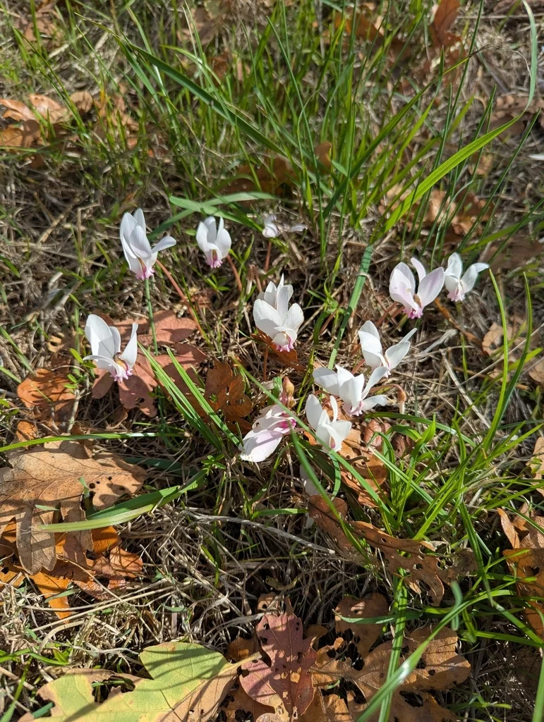 Cyclamen Hederifolium