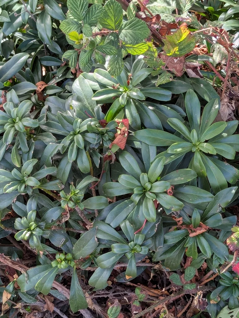 Daphne Laureola