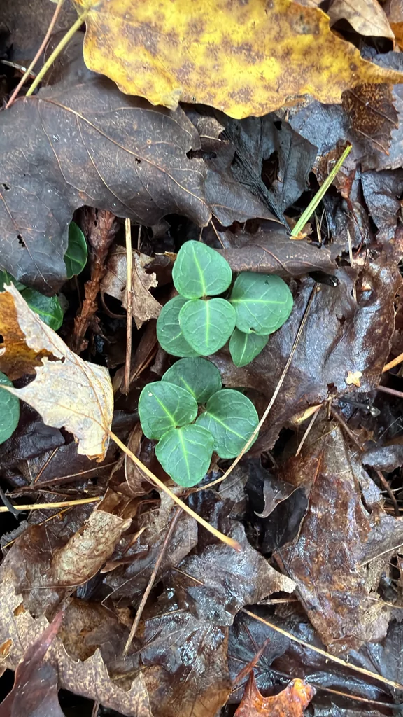 Mitchella Repens